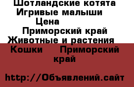 Шотландские котята.Игривые малыши. › Цена ­ 3 500 - Приморский край Животные и растения » Кошки   . Приморский край